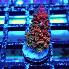 WYSIWYG - Red Abrotanoides Acro