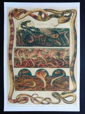 Art Nouveau Anton Seder ''Das Thier''1895 Fantastic Snakes art print H/Q