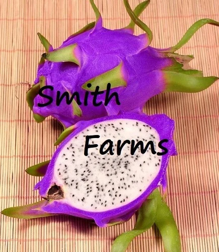 30+ Seeds Purple Dragon Fruit Flower Plant