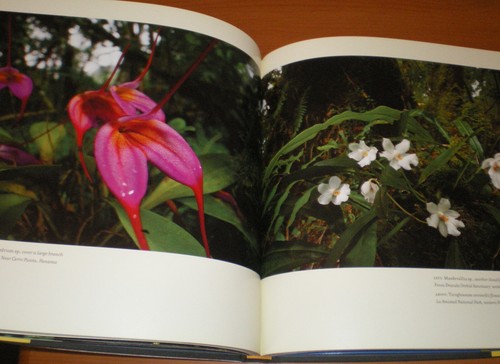 Deceptive Beauties ~ the World of WILD ORCHIDS by Ziegler * Rare Flowers HC/DJ - Picture 6 of 9