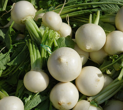 1000 Samen Weiße Mairübe Snowball Mairübchen Rübe Rübchen | eBay.de