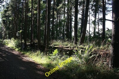 Photo 6x4 Dinnet Station Platform Among the trees is the remains of part  c2013