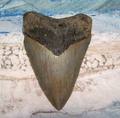 #ad MEGALODON Shark Tooth 3 1 2quot; sharks teeth LARGE jaw CLASSIC fossil REAL serrated $69.00