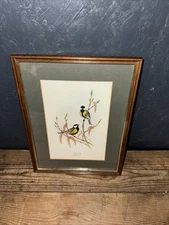 Framed Vintage Print Of Great Tits From John Gould 19th Century Original