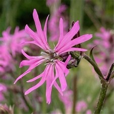Ragged Robin Wild Flower HP, Lychnis, Perennial, Sow Feb-May+Sept-Nov, 500 Seeds
