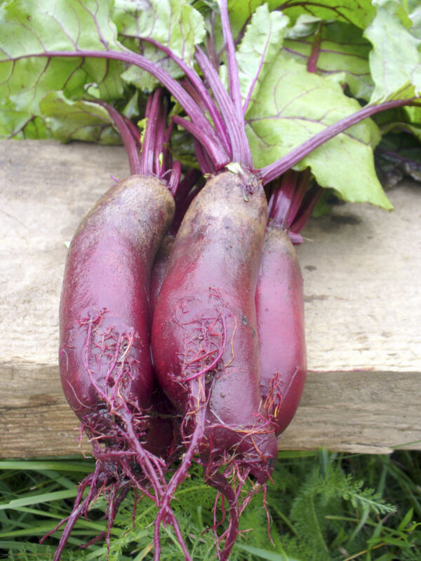 BEETROOT CYLINDRA -  SEED TAPE 6M (3X2M) ~329 Seeds