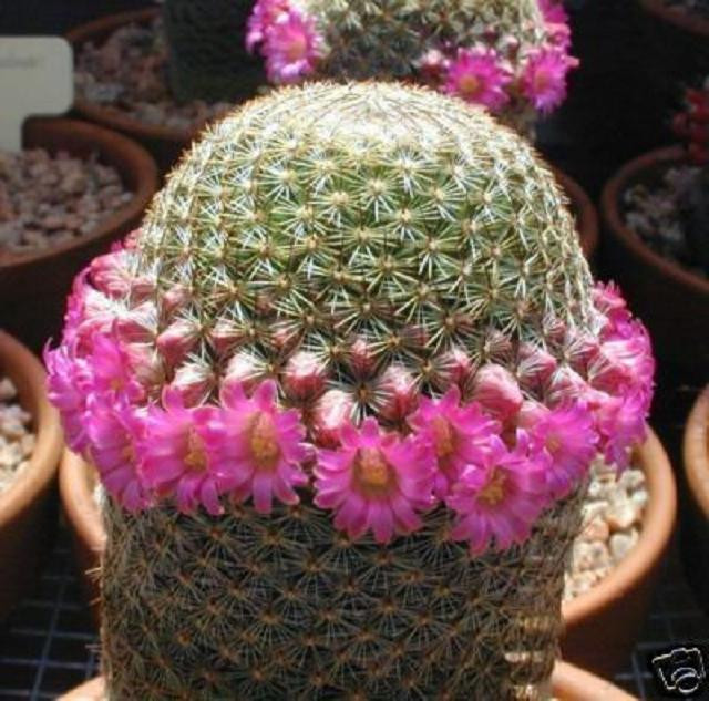 Mammillaria Matudae exotic pincushion cacti rare cactus seedling seed 1000  SEEDS | eBay