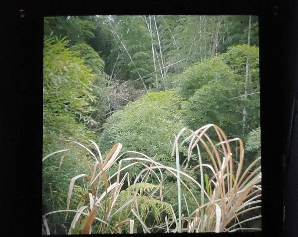 Pantalla brillante 56*64 mm para ROLLEIFLEX 3.5 3.5MX 2.8A C D ROLLEICORD III,IV,V,Va Foto 2 de 4