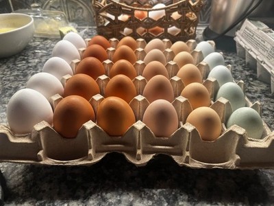 Chicken hatching eggs FBCM rooster over variety of hens (listed in description)