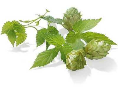 Hopfen Rohhopfen Northern Brewer 8,5% alpha 200g Aromahopfen zum Bier brauen