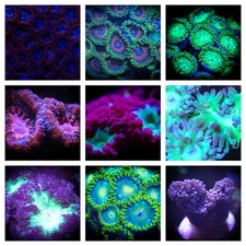 FREE SHIPPING 12x CORAL PACK ACAN, BLASTO, EUPHYLLIA, ZOA, DUNCAN