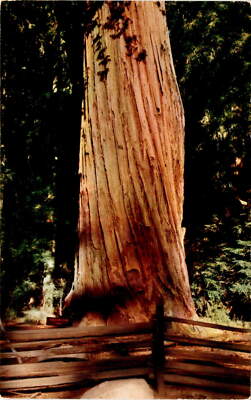 WASHINGTON TREE, SEQUOIA NATIONAL PARK, CALIFORNIA, NATURAL, KOD Postcard