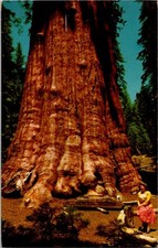 General Sherman Tree Sequoia National Park CA Posted 1968 Chrome Postcard