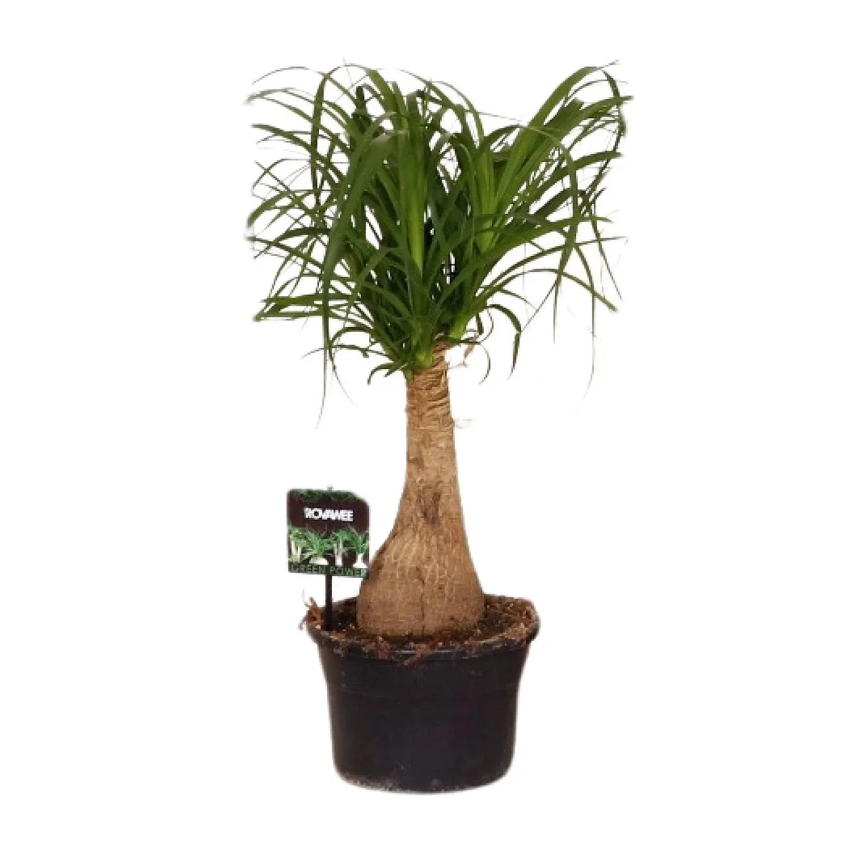 Elefantenfu Beaucarnea Pflanzen, Zimmerpflanzen online kaufen | eBay.de