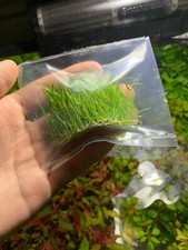 BUY 2 GET 1 FREE Dwarf Hair Grass Eleocharis Parvula Clump Aquarium Plants  