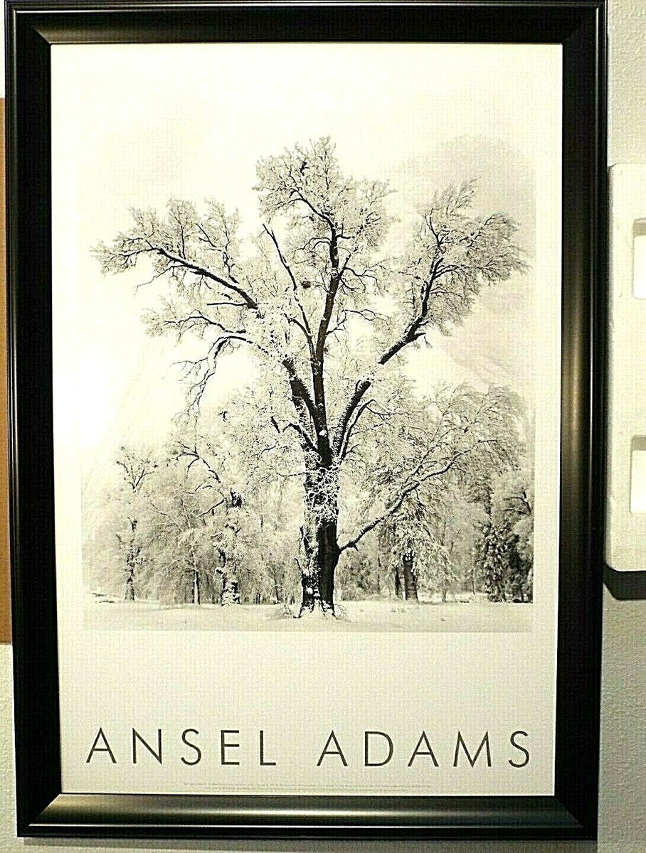 Oak Tree/アンセル アダムス/ポスター Oak Tree, Sunset City, Original Photograph by Ansel Adams