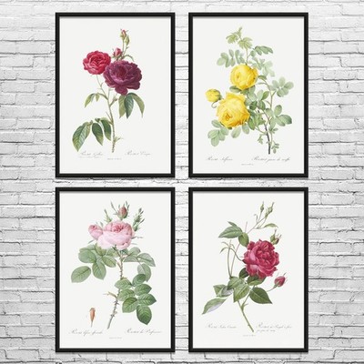 Rose Botanical Art Prints Set of 4 Poster, Canvas or Framed Rose Art Cafe Decor