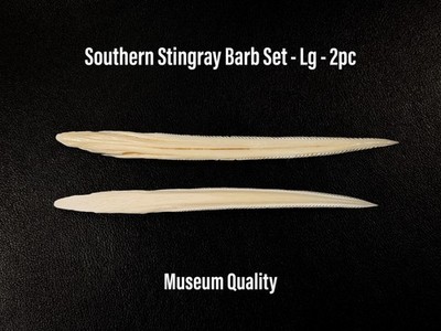 Southern Stingray Barb Gulf Ray Stinger Educational Spine Large 2 Piece Set