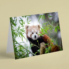 Red panda in tree animal birthday card for wife mum daughter friend colleague