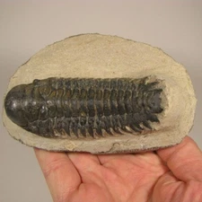 3.3" Crotalocephalus Gibbus TRILOBITE Fossil on Matrix - Devonian Age - Morocco
