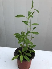 Goji Berry Plant With Pot Ready To Plant