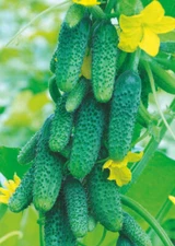 Seeds Cucumber Zubrenok F1 Early Vegetable Giant Organic Heirloom NON-GMO