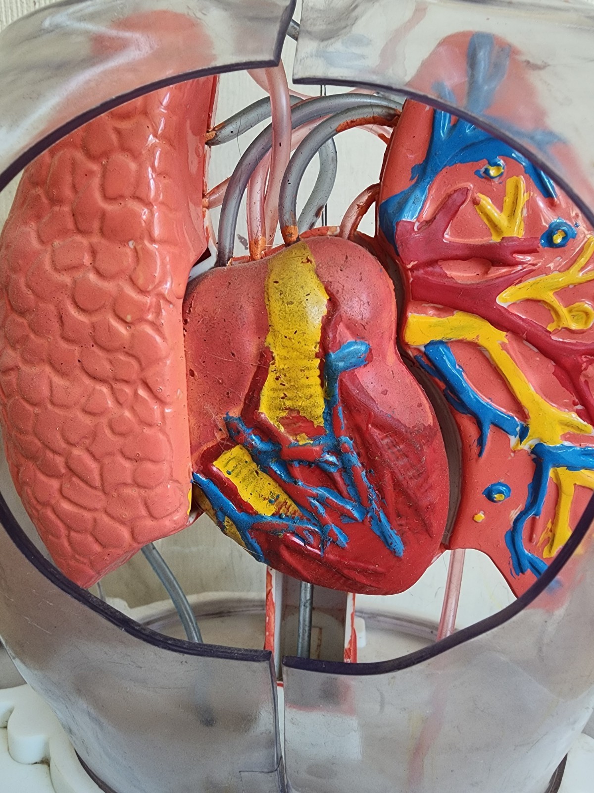 🩸Vintage Remco Medical Doctor's Office Cardiac Heart anatomy model Display