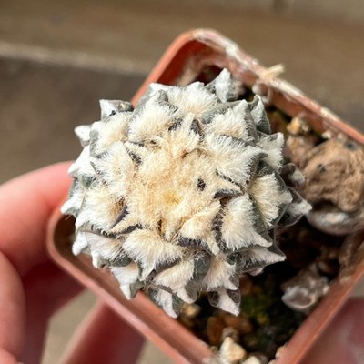A33-53 Cactus kotschoubeyanus, VM465, Mina, NL, grafted