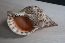 ancien coquillage TRITON CHARONIA TRITONIS 28cm (5)
