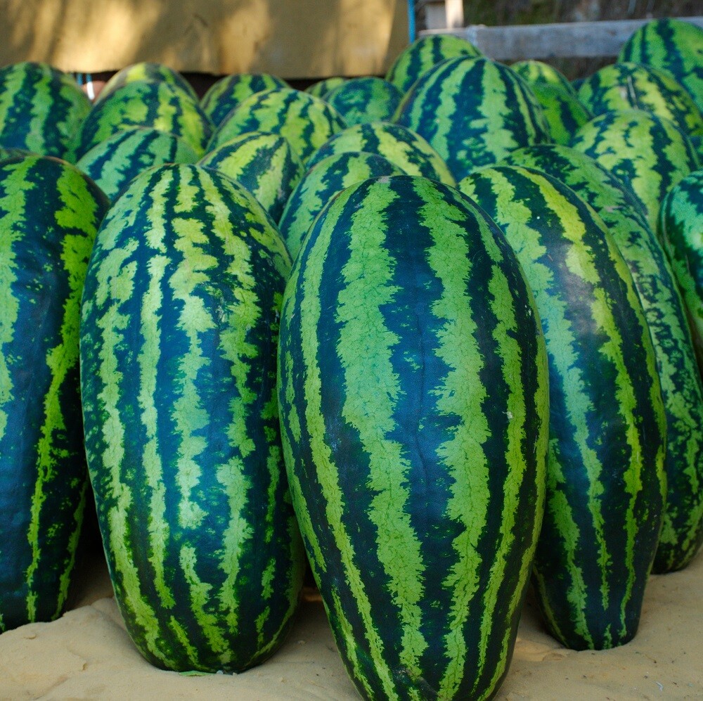 Giant Jubilee Watermelon Seeds Heirloom & NonGMO Fresh Fruit