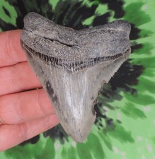 Megalodon Sharks Tooth 3 1/16