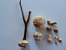 9 pieces of fossilized coral and sponge from East, West coasts, Great Lakes.