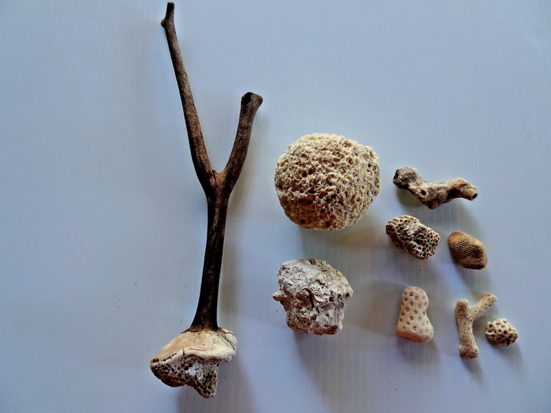 9 pieces of fossilized coral and sponge from East, West coasts, Great Lakes.