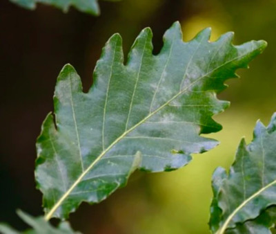 Quercus x streimii (sin. Quercus pubescens x Quercus petraea) - Streim's oak | H