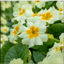 Primula Vulgaris Everlast Wild Primrose Plant Perennial 6 x 9cm