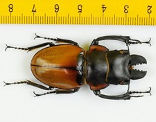 Odontolabis for collectors | large size | Collector's Secret