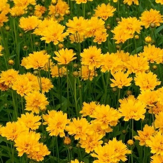 Lance-Leaf Coreopsis SUNBURST FLOR SILVESTRE PERENNE TICKSEED ¡100 semillas sin OGM! Foto 2 de 4