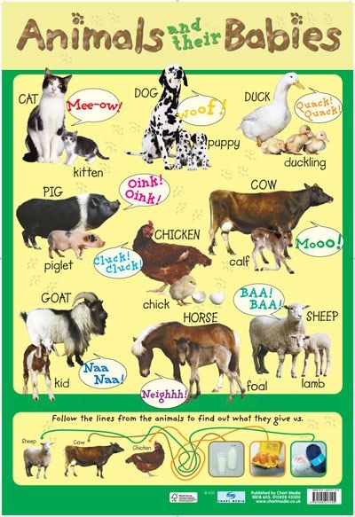 Animals & Babies Mini Poster