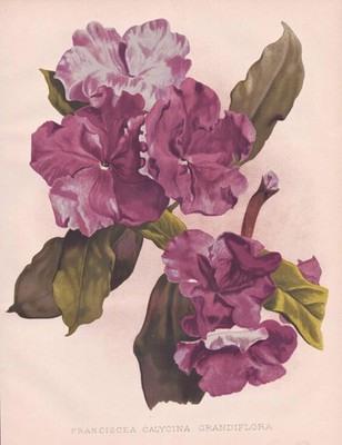 Brunfelsia raintree Brasil Brazil Franciscea flower Blume botany Robinson Litho