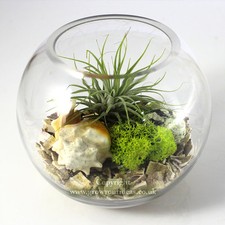 Air plant Kit in glass Terrarium with crushed sea urchin and feature seashells. 
