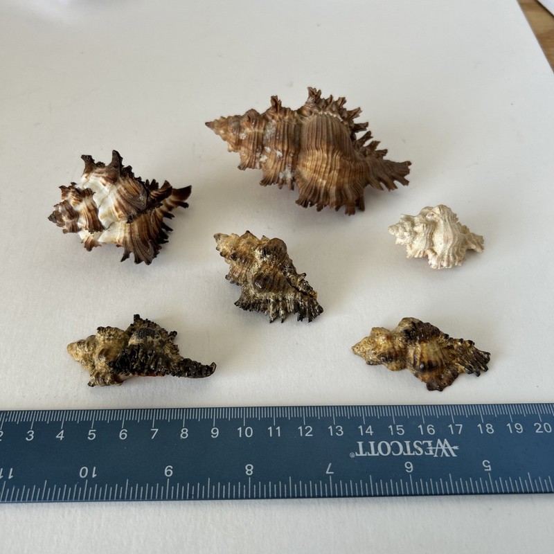 Murex Seashell Variety Pack (Chicoreus?Cnissodus?Ramosus?) 5cm-8cm, Multi-colors