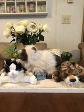 Webkinz Himalayan HM165 With Code B W Cat HM016 Leopard HM031 No Codes GANZ