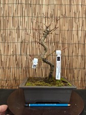 Bonsai di Acero Yamamomiji h 41cm Visita il mio negozio!