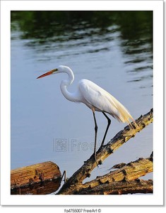 Great Egret Fishing Art Print Home Decor Wall Art Poster Ebay