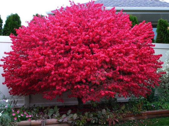 Dwarf Burning Bush gallon pot Hardy Shrub (Euonymus Alatus) | eBay