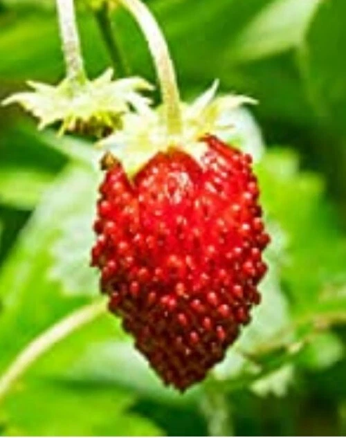 20 + Wild Red Strawberry Seeds | eBay
