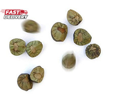 30 Live Mexican Jumping Beans: 6 Cases with 5 Beans in Each Case