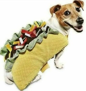 taco puppy