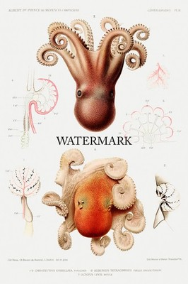 Octopus illustration Campagnes Scientifique  1889 Albert I of Monaco 24x36 REPRO