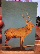 D3 CALIFORNIA Old Postcard San Diego Zoo Wild Animal Park Formosan Sika Deer Buc